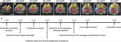 A developmental atlas of male terminalia across twelve species of Drosophila